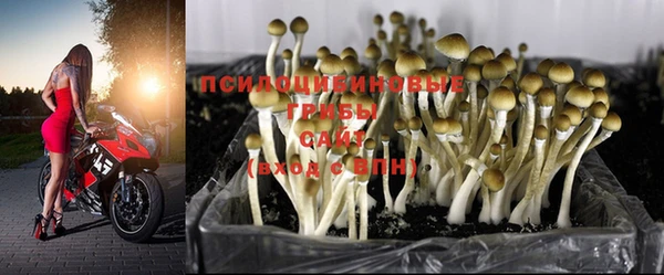 стаф Алзамай